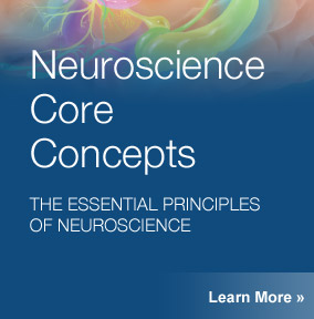 Neuroscience Core Concepts